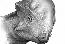 2 dome-headed dinosaurs  the size of German shepherds discovered 